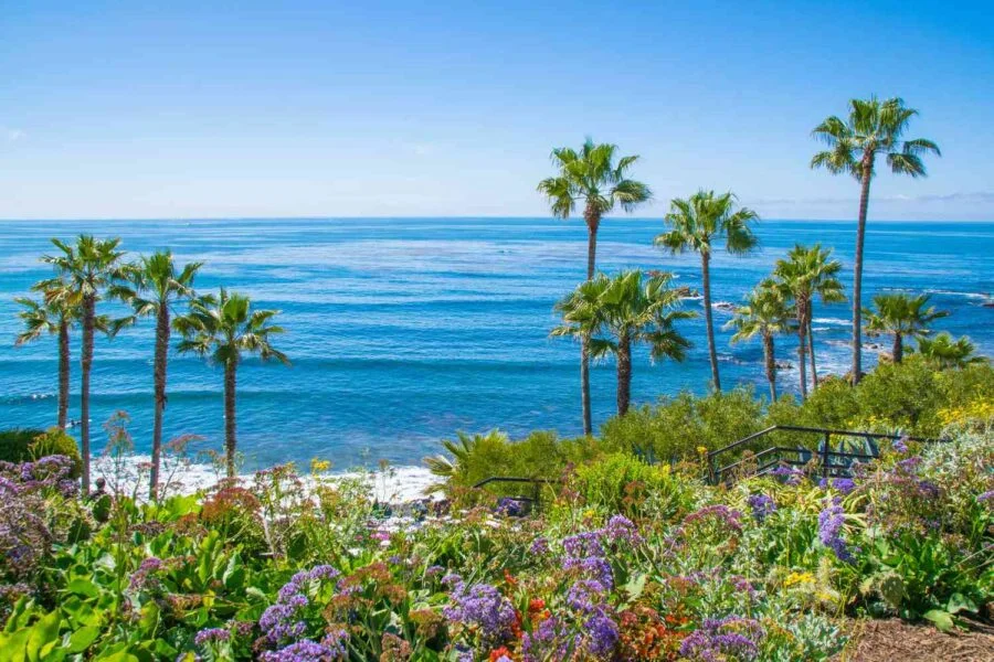 palm trees and greenery on beach overlooking ocean